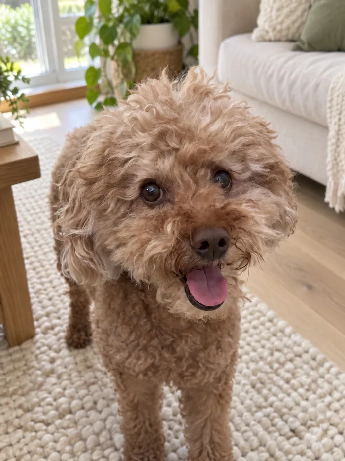A phone photo of Momo, a poodle mix