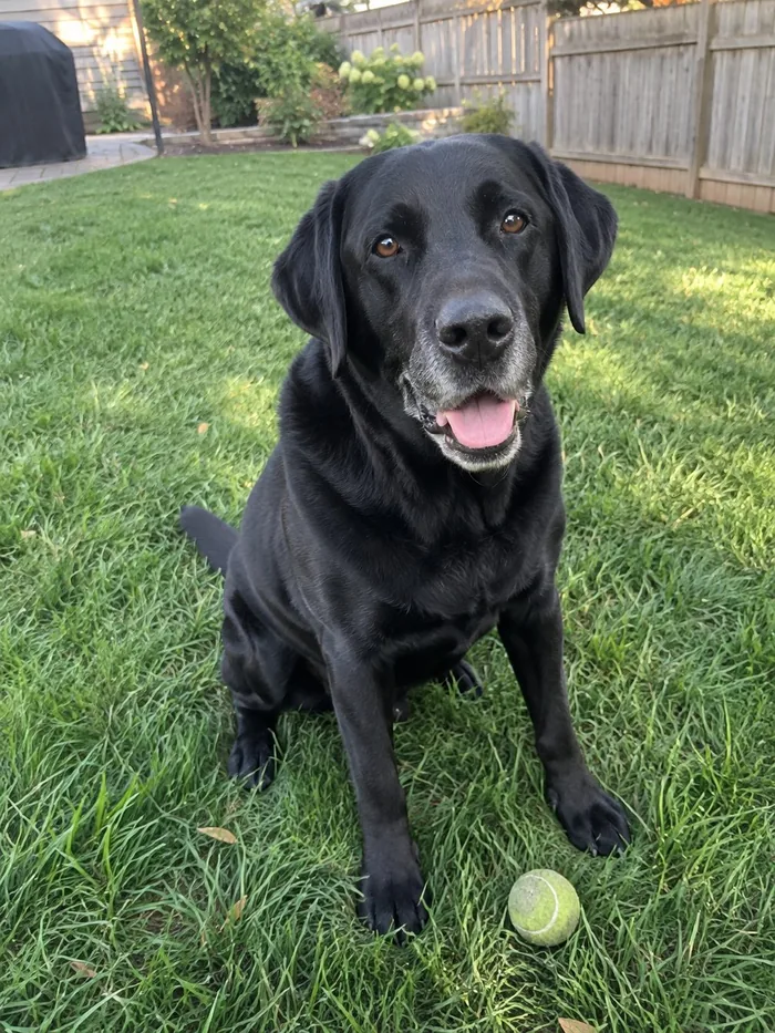 The phone photo of Max