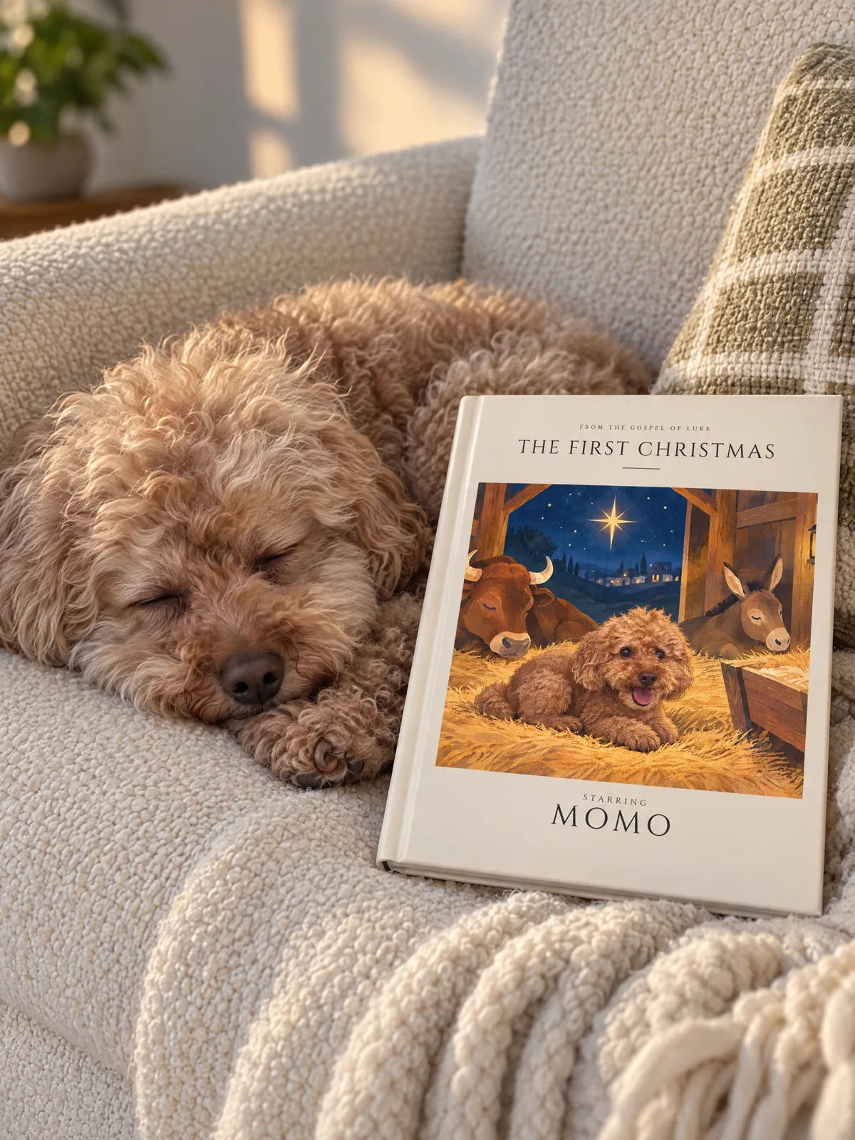 Momo asleep on the couch beside The First Christmas